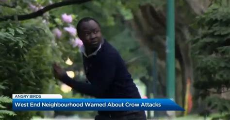 Spike In Crow Attacks In Vancouvers West End Bc Globalnewsca