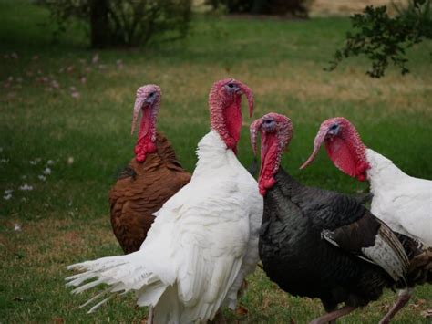 Workshop Set On Managing Private Lands To Improve Wild Turkey Habitat
