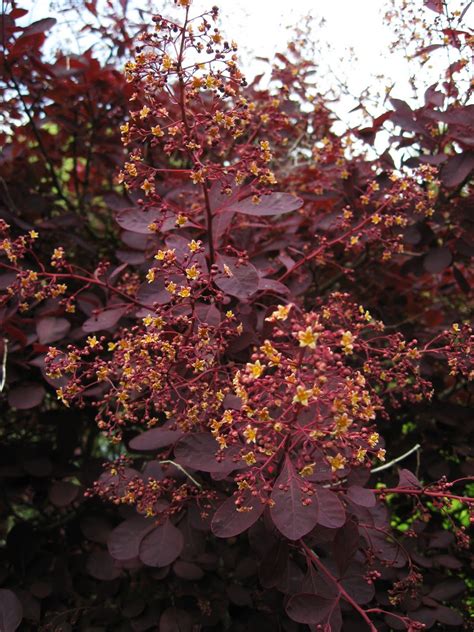 It is a beautiful upright growing. Dublin Flora: Cotinus coggygria 'Royal Purple'