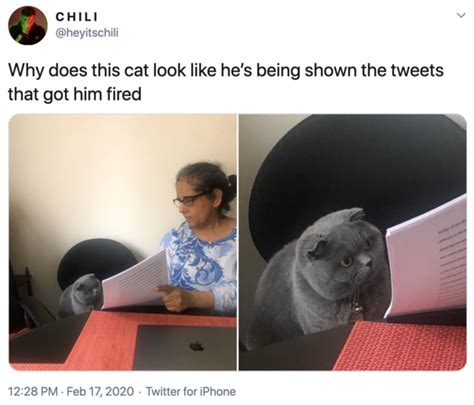 Why Does This Cat Look Like Hes Being Shown The Tweets That Got Him