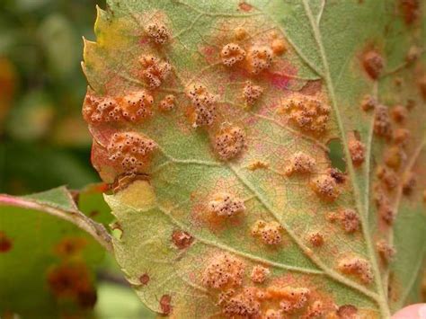 Yellow Spots On Leaves Of Apple Trees