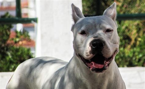 Ten Facts About Pit Bulls Every One Should Know