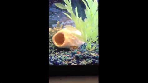 Green Spotted Puffers Eating Their Krill So Cute Youtube