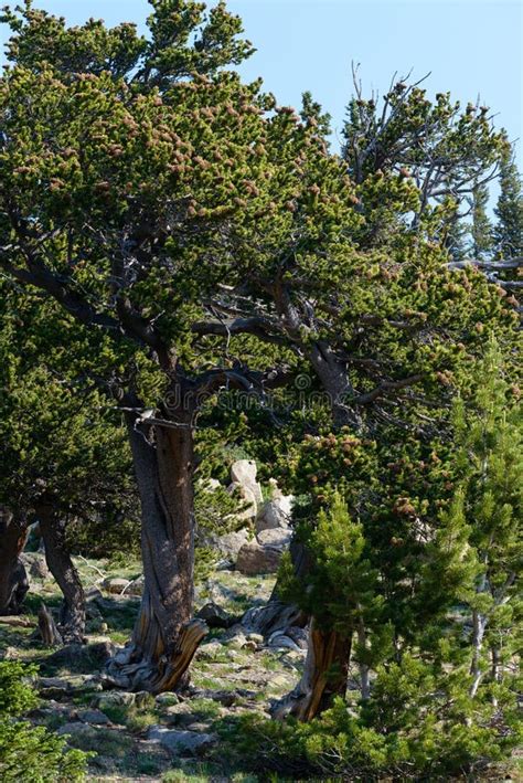 Bristlecone Pine On A Mountain Top In The Colorado Rocky Mountains