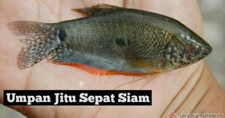 We did not find results for: Wajib Coba 10 Cara & Umpan Ikan Sepat Siam Paling Galak ...