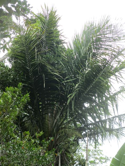 Ravenea Sp New And Sp Giant Discussing Palm Trees Worldwide Palmtalk