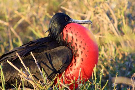 Frigatebird Galapagos Islands Species And Wildlife