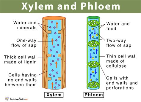 Xylem And Phloem Main Differences Similarities Diagram