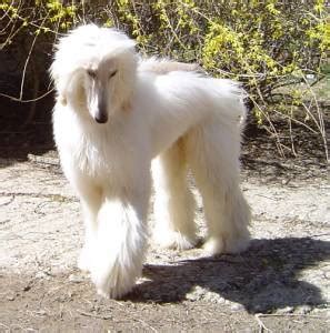 breeds    afghan hounds dogs