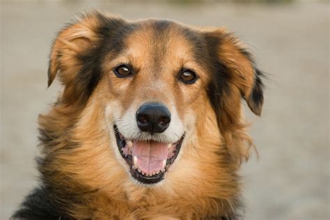 Dog Smiles Flickr