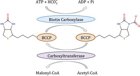 Acetyl Coa Carboxylase Reaction