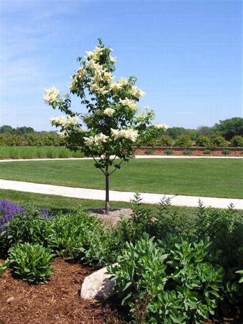Japanese Tree Lilacs Knechts Nurseries And Landscaping