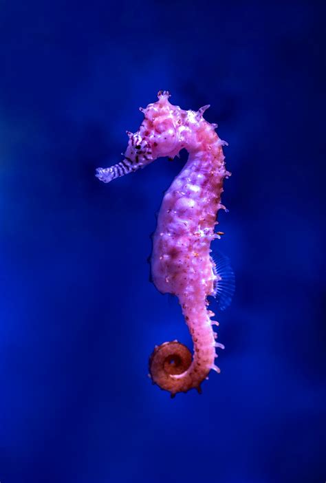 Purple Seahorse Photo Free Sea Life Image On Unsplash