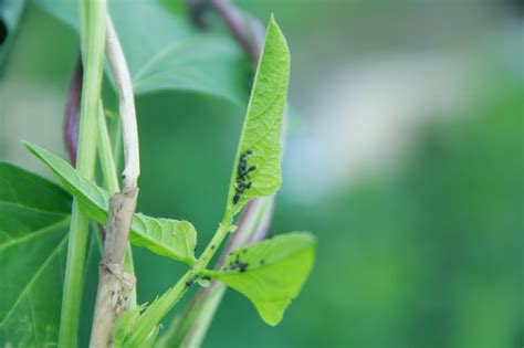 Teh kombucha dihasilkan dengan memasukkan koloni ini ke dalam air teh bergula dan biarkan ia menjalani proses penapaian. Kelainan Pada Tanaman | SmartGarden