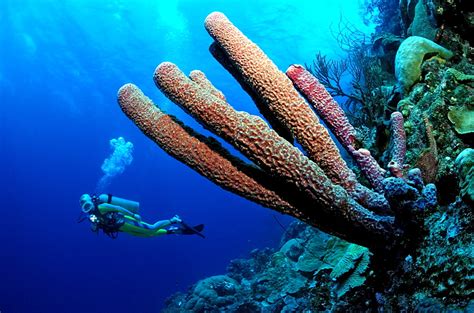 Maybe you would like to learn more about one of these? Inilah Langkah Hewan Berpori Porifera Bertumbuh Biak