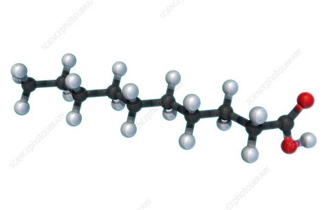 Decanoic Acid Molecular Model Stock Image F0318319 Science