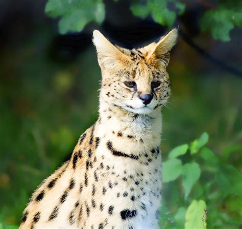 The Beautiful Serval Now Featured On Wikipedia Enwikipe Flickr