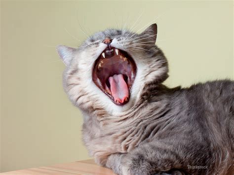 It will also promote healthy gums and reduce halitosis (bad breath). Dr. Ernie's Top 10 Cat Dental Questions... And His Answers!