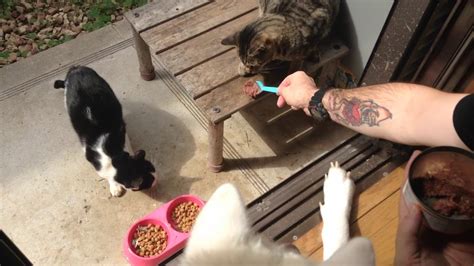 Japanese Akita Feeding Feral Cats Youtube