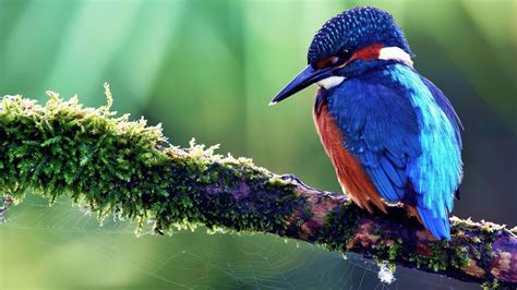 Sharp Nose Orange And Blue Kingfisher Bird Perching On Tree Branch In