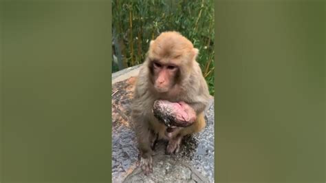 Adorable Baby Monkeys 🙊 Monkey Lyly 😍 Tik Tok Animals87 Youtube