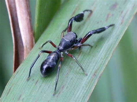 Ant Mimic Jumping Spider Project Noah