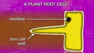 Plant cell structure key stage 3. p01bm0ps.jpg