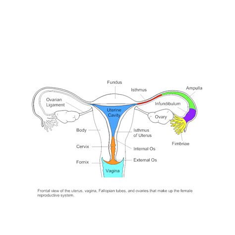 The female reproductive anatomy includes parts inside and outside the body. Diagrams of the Female Reproductive System | 101 Diagrams