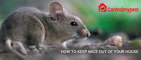 The Best Way To Keep Mice Out Of Your House With Pest Professionals