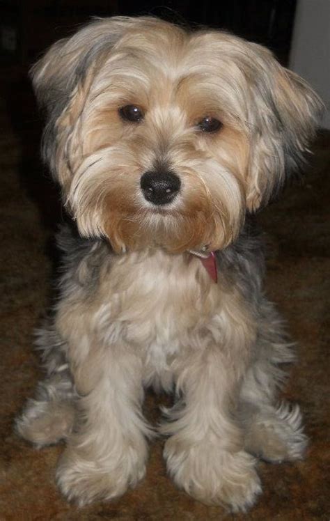 15 Pictures About Yorkie Poo Full Grown Pets Lovers