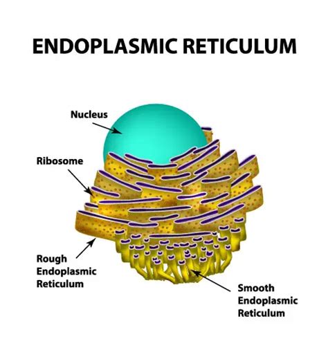 Do Animal Cells Have Smooth And Rough Endoplasmic Reticulum