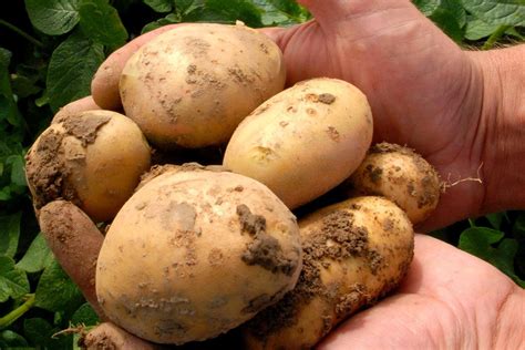 Canada Approves Non Browning Low Acrylamide Gmo Potato For Sale