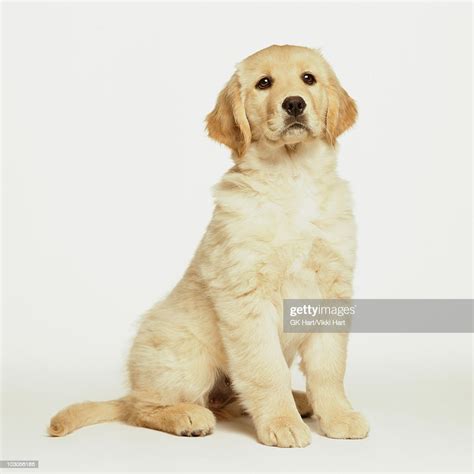 Golden Retriever Puppy Sitting On White High Res Stock Photo Getty Images