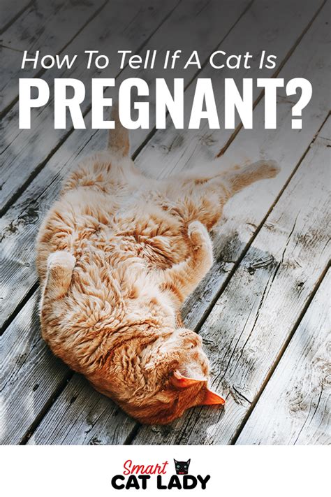 How To Tell If A Cat Is Pregnant In 2020 Pregnant Cat Cat Care Tips