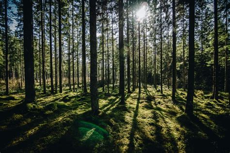 572333 Nature Trees Forest Branch Sun Rays Landscape Pine Trees