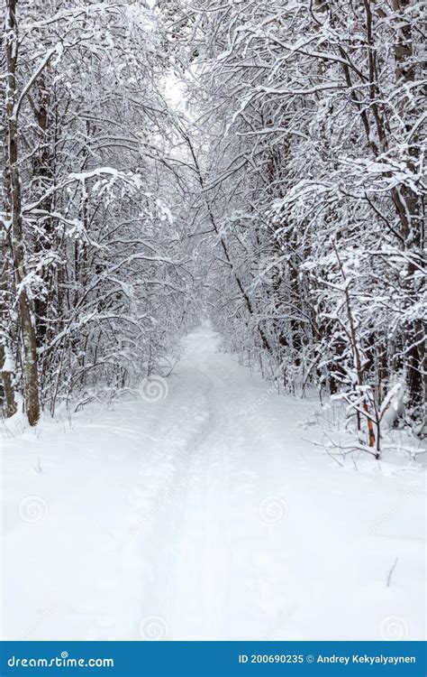 Snowy Pathway Is In Winter Forest Snow Covered Trees Nobody Stock