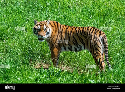 Bengal Tiger Panthera Tigris Tigris Native To India Bangladesh