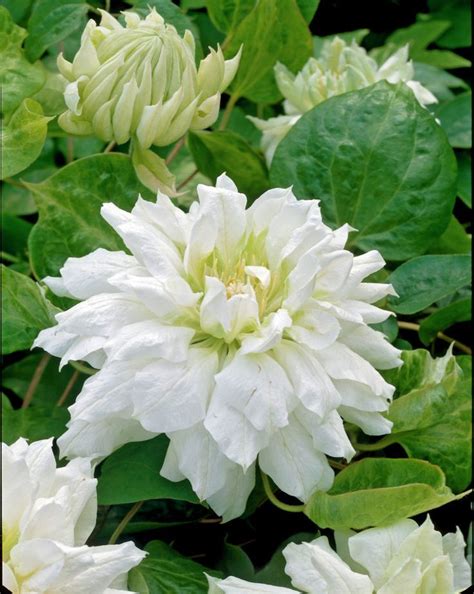 See more ideas about white clematis, clematis, clematis vine. 19 best Flowering Vines images on Pinterest | Climbing ...