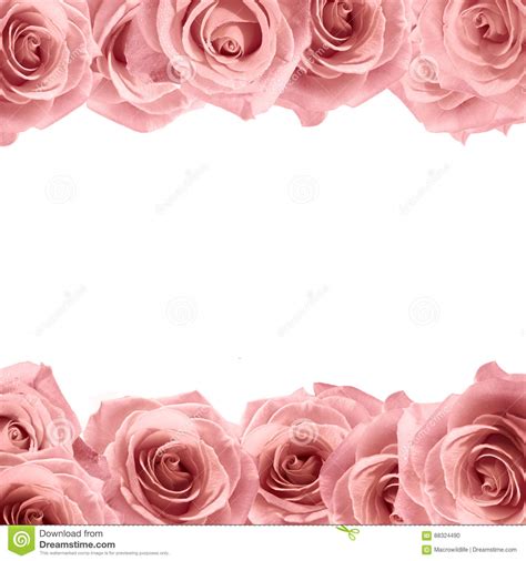 Fresh Soft Pink Rose Frame On White Background Wedding
