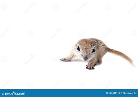 Round Tailed Ground Squirrel Isolated On White Stock Image Image Of