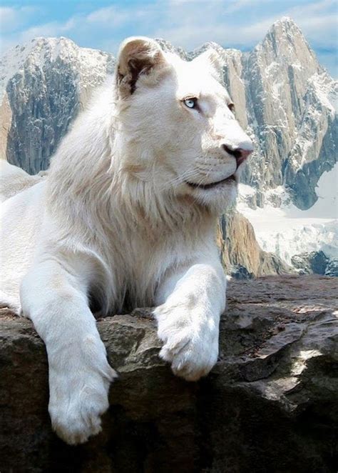 40 Extremely Beautiful Pictures Of Albino Animals