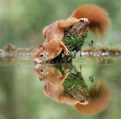 Pin Von Scubasquirrel Auf Белочки Tierbabys Süße Tiere Eichhörnchen