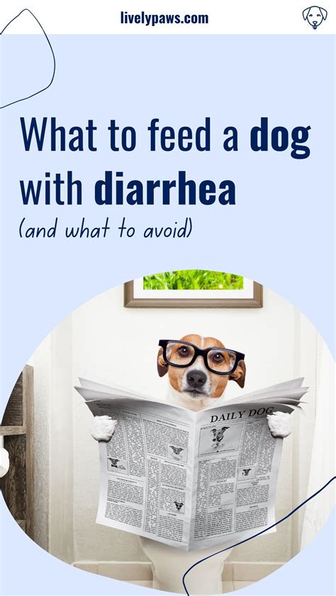What To Feed A Dog With Diarrhea In 2021 Dog Skin Care Dog Remedies