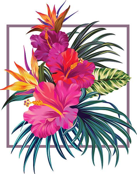 Best Tropical Flower Illustrations Royalty Free Vector Graphics And Clip