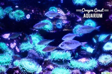 The Oregon Coast Aquarium Urban Bliss Life
