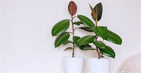 How To Grow And Care For A Rubber Tree Plant