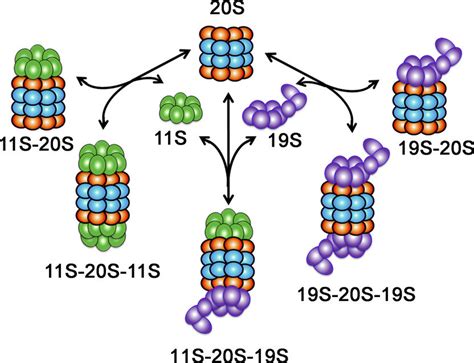 Is that protease is protease while proteasome is (biochemistry) a complex protein, found in bacterial, archeal and eukaryotic cells, that breaks down other proteins via proteolysis. A schematic depiction of proteasome complexes expressed in ...