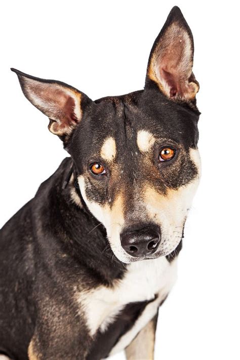 Closeup Portrait Adult Shepherd Crossbreed Dog Stock Photo Image Of