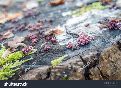 Ascocoryne Sarcoides Known Jelly Drops Purple Stock Photo 1911528244