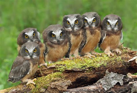 Northern Saw Whet Owl Chicks Photograph By Nick Saunders Pixels
